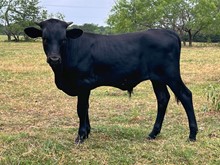 HAPPY 9 X WATSON 858 BULL