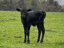 HAPPY 9 X WATSON 858 BULL