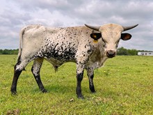 HAPPY 9 X BETTER DAY BULL 2022