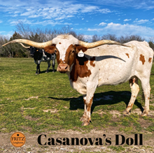 CASANOVAS DOLL