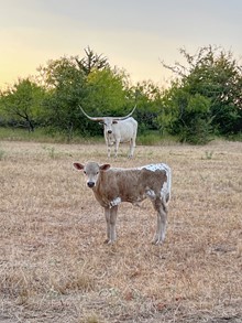 HAPPY 9 x KDK GOLDEN FLAME BULL