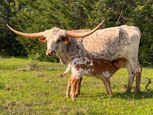 SHEZA TOP COWGIRL FTZ