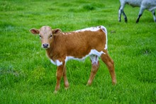 ARGENTUM X MIMOSA BOREALIS BULL