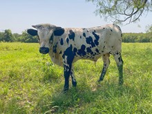 FRITZ BULL CALF