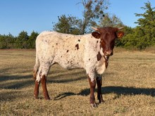 WHO DUNN IT X WORKING PRECIOUS HEIFER