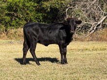 WHO DUNN IT X BLUE SKY HEIFER