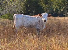 WHO DUNN IT X BALANCED BY DESIGN HEIFER