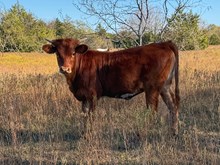 WHO DUNN IT X CATCLAW MIMOSA HEIFER