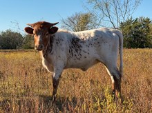 WHO DUNN IT X LUCKY BANDITA HEIFER