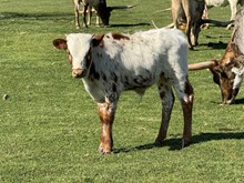 HAPPY 9 X VITA COCOA BULL