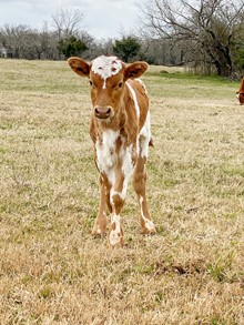 DELTA LUCKY ACE X SHAMROCK DOUBLE JAM BULL CALF