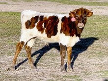 BR CRACKER JACK X JESTER BULL 