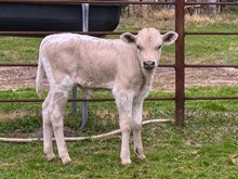 ARGENTUM X BETTER DAY BULL 2025