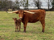 HEARSAY X WHIMSY HEIFER