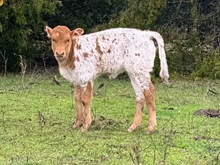 WHO DUNN IT X BRIAR ROSE HEIFER