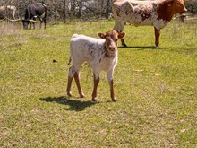 WHO DUNN IT X LUCKY BANDITA HEIFER