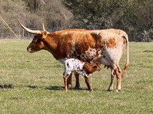 HAPPY 9 X MIMOSA BOREALIS HEIFER