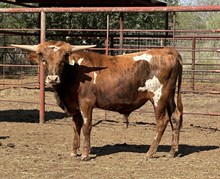 HAPPY 9 X HIGH OVER BULL