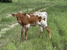 WHO DUNN IT X HAPPY FEET HEIFER