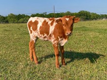 HAPPY 9 X TUMBLING LUCY HEIFER CALF 2021