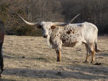 WKH Because Im Happy