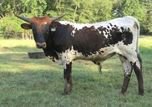 Bull calf 2015 Bwana Chex x Fantom Bandita BCB